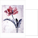 Flower Pieces, Oriental Poppy by Marie-Anne