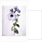 Petunia by Marie-Anne