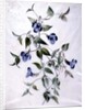 Flower Pieces by Marie-Anne