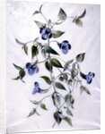 Flower Pieces by Marie-Anne
