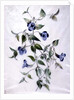 Flower Pieces by Marie-Anne