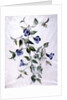 Flower Pieces by Marie-Anne