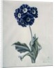 Polyanthus by Marie-Anne