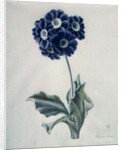 Polyanthus by Marie-Anne