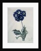 Polyanthus by Marie-Anne