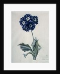 Polyanthus by Marie-Anne