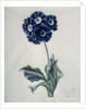 Polyanthus by Marie-Anne