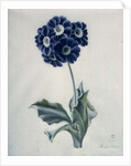 Polyanthus by Marie-Anne