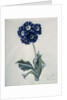 Polyanthus by Marie-Anne