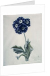 Polyanthus by Marie-Anne