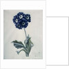 Polyanthus by Marie-Anne