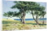 Old Olive Trees, Bordighera by Edwin Bale