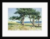 Old Olive Trees, Bordighera by Edwin Bale