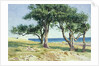 Old Olive Trees, Bordighera by Edwin Bale