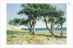 Old Olive Trees, Bordighera by Edwin Bale