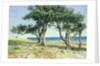 Old Olive Trees, Bordighera by Edwin Bale