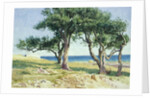 Old Olive Trees, Bordighera by Edwin Bale