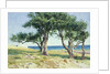 Old Olive Trees, Bordighera by Edwin Bale