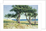 Old Olive Trees, Bordighera by Edwin Bale