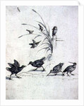 Kingfishers, Curlew and other Birds, 17th century by Francis Barlow