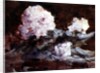 Rhododendrons by Hercules Brabazon Brabazon