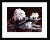 Rhododendrons by Hercules Brabazon Brabazon