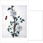 Flower Studies, 18th century by Peter Brown