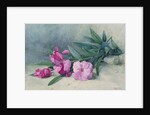 Oleander Blossom by Mary E. Butler