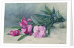 Oleander Blossom by Mary E. Butler