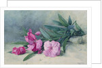 Oleander Blossom by Mary E. Butler