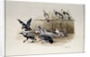 The Jackdaw and the Doves by Randolph Caldecott