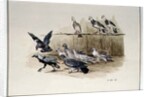 The Jackdaw and the Doves by Randolph Caldecott