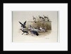 The Jackdaw and the Doves by Randolph Caldecott