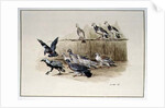 The Jackdaw and the Doves by Randolph Caldecott