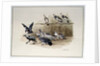 The Jackdaw and the Doves by Randolph Caldecott