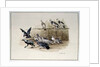 The Jackdaw and the Doves by Randolph Caldecott
