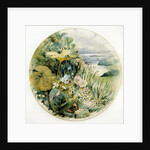 Wild Flowers and Vegetation, in a Lakeland District by William Linnaeus Casey