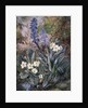 Purple Orchid and Primrose by Thomas Collier