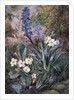 Purple Orchid and Primrose by Thomas Collier