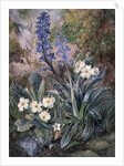 Purple Orchid and Primrose by Thomas Collier