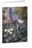Purple Orchid and Primrose by Thomas Collier