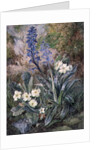 Purple Orchid and Primrose by Thomas Collier