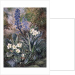 Purple Orchid and Primrose by Thomas Collier