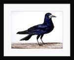 A Rook by Charles Collins
