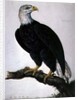 White-headed Sea Eagle by Charles Collins