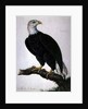 White-headed Sea Eagle by Charles Collins