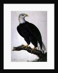 White-headed Sea Eagle by Charles Collins