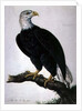 White-headed Sea Eagle by Charles Collins