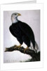 White-headed Sea Eagle by Charles Collins