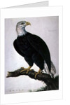 White-headed Sea Eagle by Charles Collins